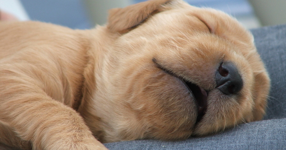 Cachorro dormindo para fortalecer o sistema imunológico