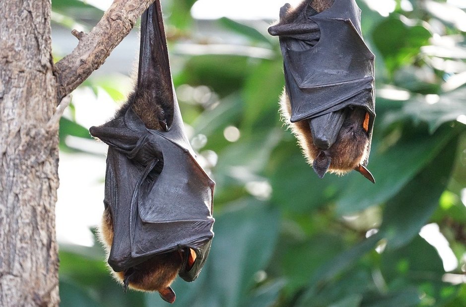  Os morcegos são os animais que a ciência acredita estarem relacionados com o início da pandemia da covid-19.